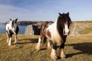 Horses